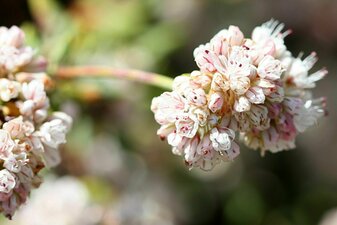 Eriogonum parvifolium flower